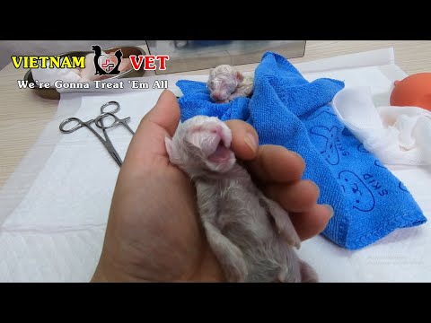 We tried to revive and save 2 baby newborn kittens but one of them gone away