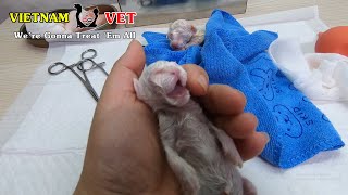 We tried to revive and save 2 baby newborn kittens but one of them gone away