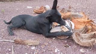 puppy Got a bone to play with #dog #animals #happypuppy