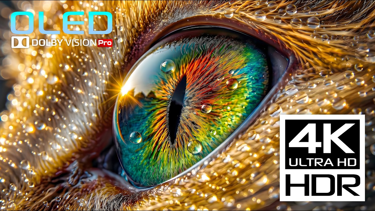 BEST 4K Video ULTRA HD | MASSIVE HDR Display Test 240FPS (8K OLED Super Macro)