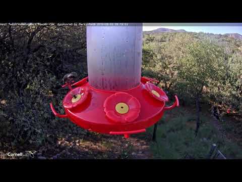 Two Male Lucifer Hummingbirds Flash In West Texas – Sept. 3, 2019