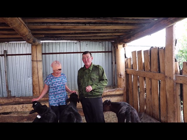 Семейная ферма Гульзии и Ринаса Гайнутдиновых из села Чувашский Брод