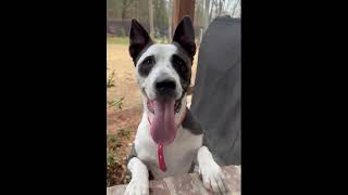 Video preview image #1 German Shepherd Dog-Unknown Mix Puppy For Sale in Enfield, CT, USA