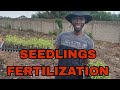 How To Fertilize Your Seedlings In Nursery