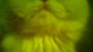 LA MOTIVATION DU CHAT