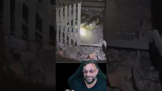 Sucuri gigante e reincidente  #biologohenrique #animais #bichoesperto #biologo