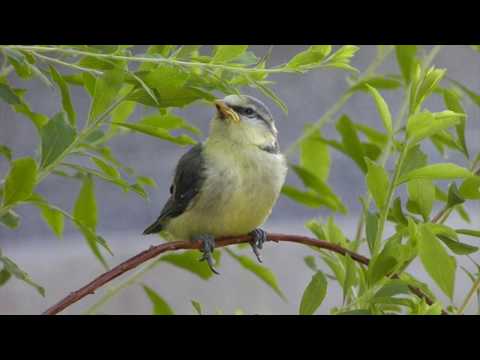Romina Basso & Alberto Mesirca - José Marín (1619–1699), "Canta, jilguerillo"