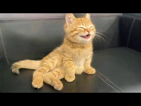 Cats Saying Meow in the Funniest Way 😹 Funny Cats Videos 2025