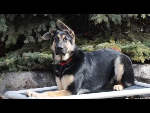 Bindi (German Shepherd) Boot Camp Training Video