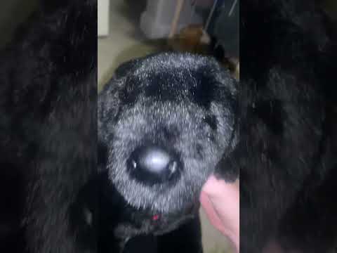 Marshall … #memes #funny #puppy #furry #essa