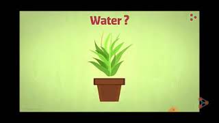 Irrigation and cropping pattern