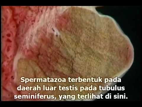 Saran gratis tentang cara untuk memperbesar penis Anda Tetes potensi untuk pria dan wanita