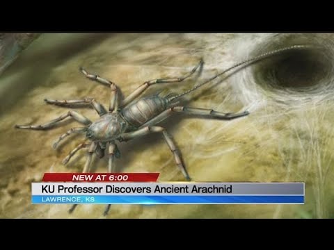 KU professor describes newly discovered prehistoric spider Video