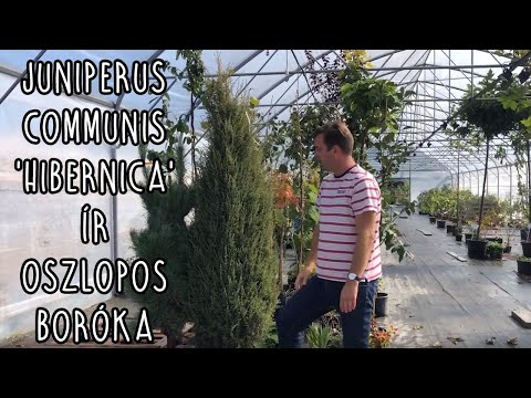 download lagu mp3 mp4 Boróka, download lagu Boróka gratis, unduh video klip Boróka