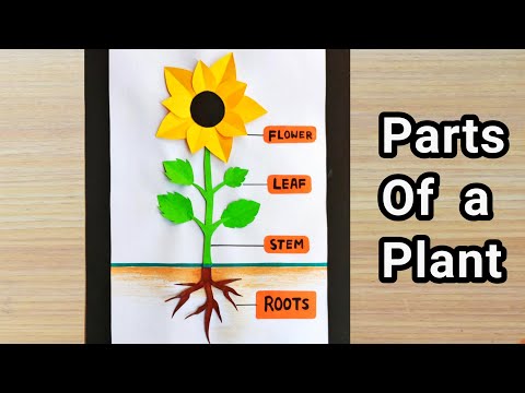 Parts Of plant model | Parts Of plant school project | Plant science model for school project