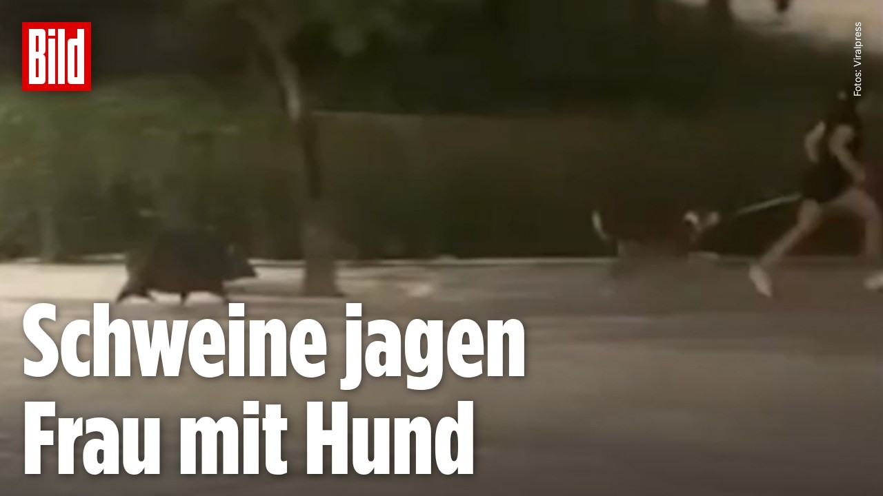 PANIK IN DER NACHT: Mehrere Nabelschweine verfolgen Frau und Hund bei nächtlicher Gassirunde