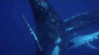 Peter Kater - Whale Song