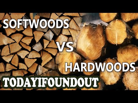 The Difference Between Hardwoods and Softwoods (I Swear, More Interesting Than It Sounds)