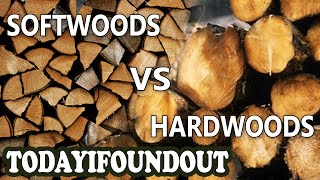 The Difference Between Hardwoods and Softwoods (I Swear, More Interesting Than It Sounds)