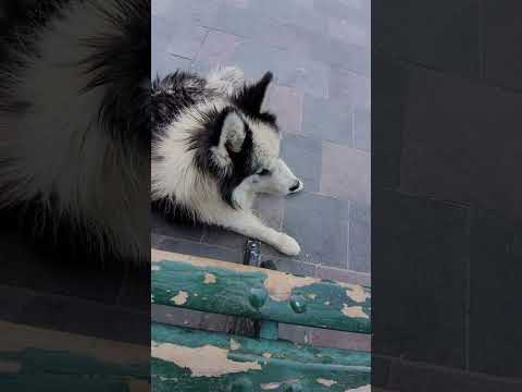 espinar cusco #videoviral