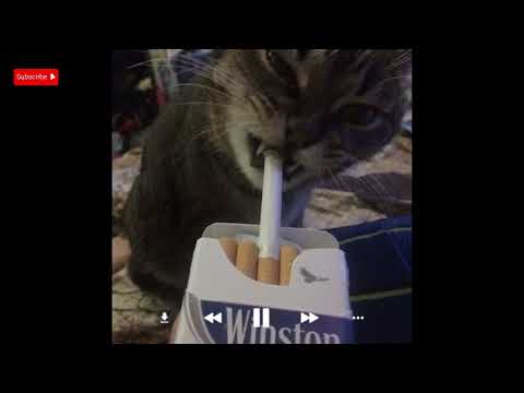 DJ DR e MC XT BLECK - Dentro do Carro Me Mamando