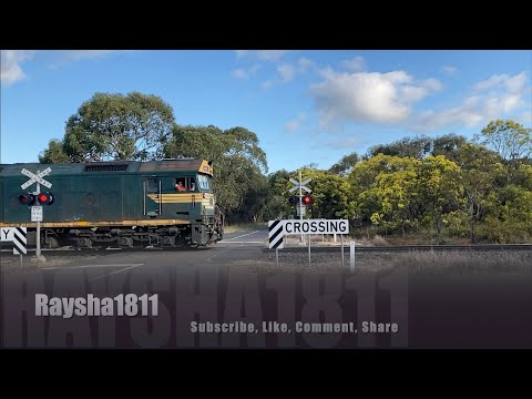 7733V - G520-BL31-G523 (Grain) Murgheboluc