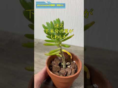 セダム「マトロナ」 植物
