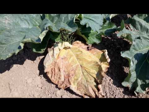 VIFLO ratuje plantacje rabarbaru 02.07.2016 film - przed zastosowaniem VIFLO