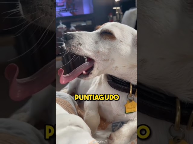 Vídeo relacionado con Trudi Jack Russel Jack Peluche de Perro, cumpleaños. | 13x23x39cm Talla M | Perros de Peluche clásicos | Modelo 22926
