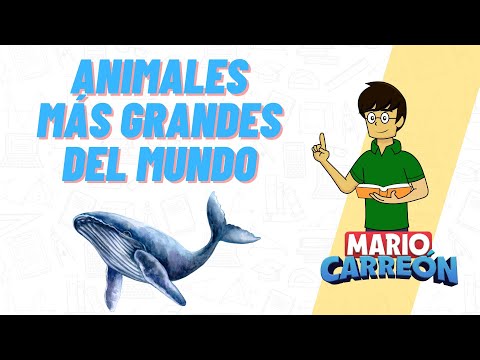 Animales MÁS Grandes el Mundo