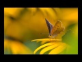 the dreams i dream for you by avalon yellow butterfly