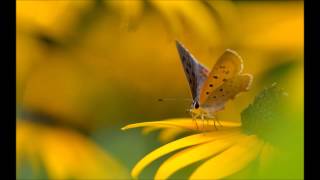 the dreams i dream for you by avalon yellow butterfly