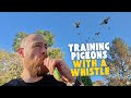 How I M Training The Racing Pigeons To Follow A Whistle