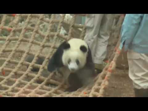 Ultimate Attack Panda Beijing Zoo