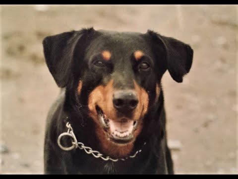 Scratch Building 101 | Conduit, Cats and a Legendary Dog: Part 7