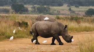 Download lagu White rhinos crosses dirt road amidst cattle egrets free stock footage | Premium Video Footage | 4K mp3