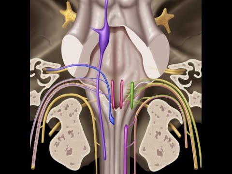 Cranial nerves IX, X, XI & XII