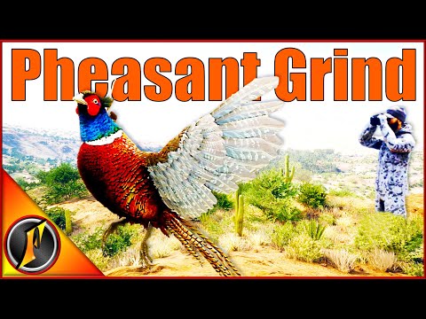 Huge Rooster Pheasants Everywhere on Our Rare Pheasant Grind!