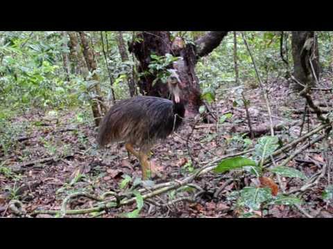 Animals of the Daintree Rainforest