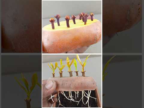 grow clove plant at home #garden #fruittrees #tropicaltree #plants #lemontree #lemontreecare #bonsai