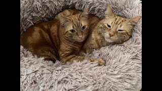 Fred & Barney