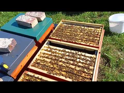 Collecting propolis and view of September bees