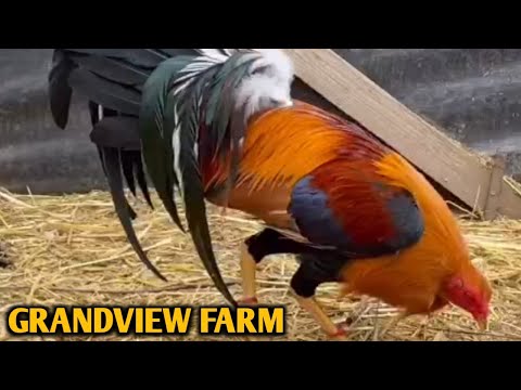 Sweater Hatch Grey Asil Yellow leg hatch - GRANDVIEW FARM