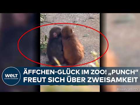 Video Thumbnail: JAPAN: Einst einsames Äffchen "Punch" hat eine Freundin gefunden!