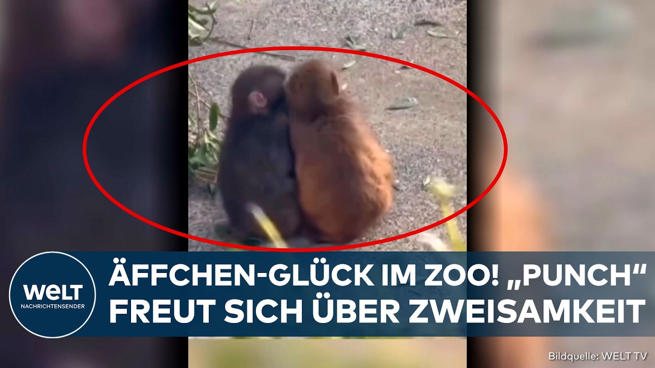 JAPAN: Einst einsames Äffchen "Punch" hat eine Freundin gefunden!