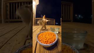 Download lagu REAKSI TUPAI MAKAN MIE PEDAS #tupai #animals #funnyanimals mp3