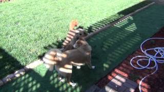 Golden Doodle and Border Collie mix at play.