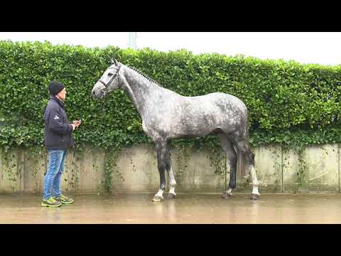 Verbandshengste 2022 - Cardentos