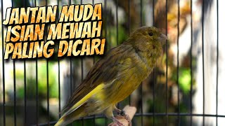 Download lagu JAGONYA BIKIN CENGKOK MAHAL ! MASTERAN KENARI ISIAN BLACKTHROAT GACOR DURASI PANJANG PALING DICARI mp3
