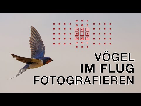 Photographing small birds in flight (and more) - Bird photography in the Albufera Valencia (Spain)